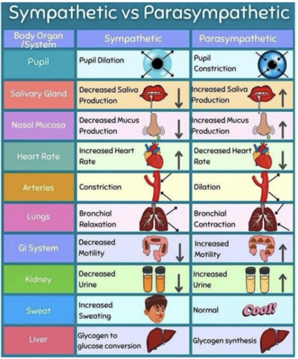 <p>sympathetic pathway, parasympathetic pathway, or both</p>