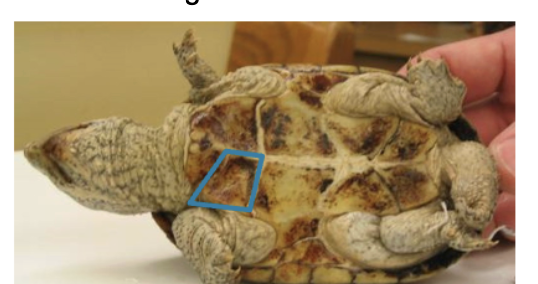 <p>eastern musk turtle</p>