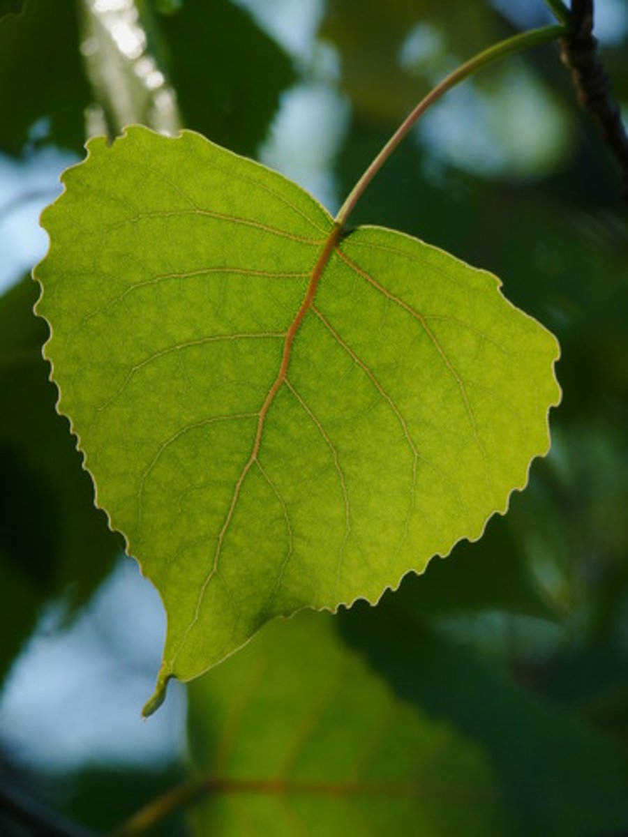 <p>Populus deltoides Salicaceae</p>