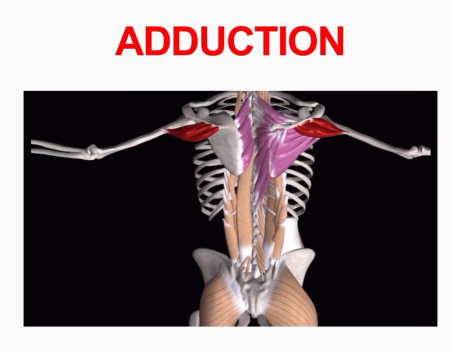 <p>Adduction</p>