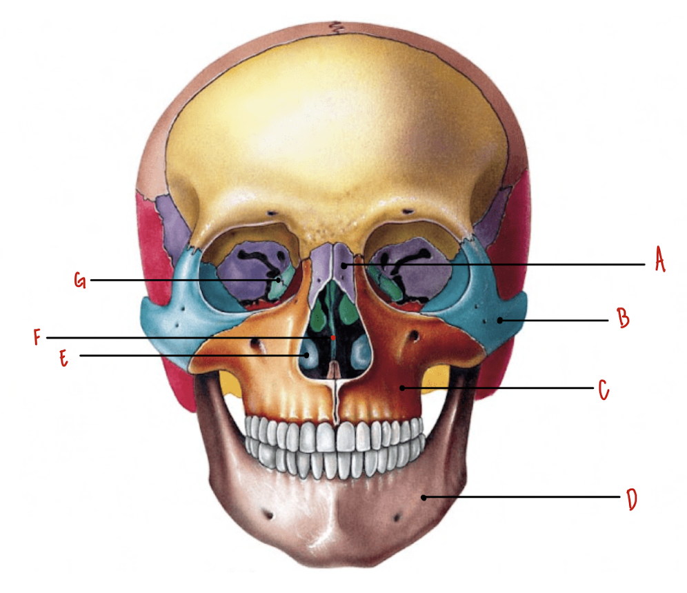 <p>Name the part of the skull labeled C</p>