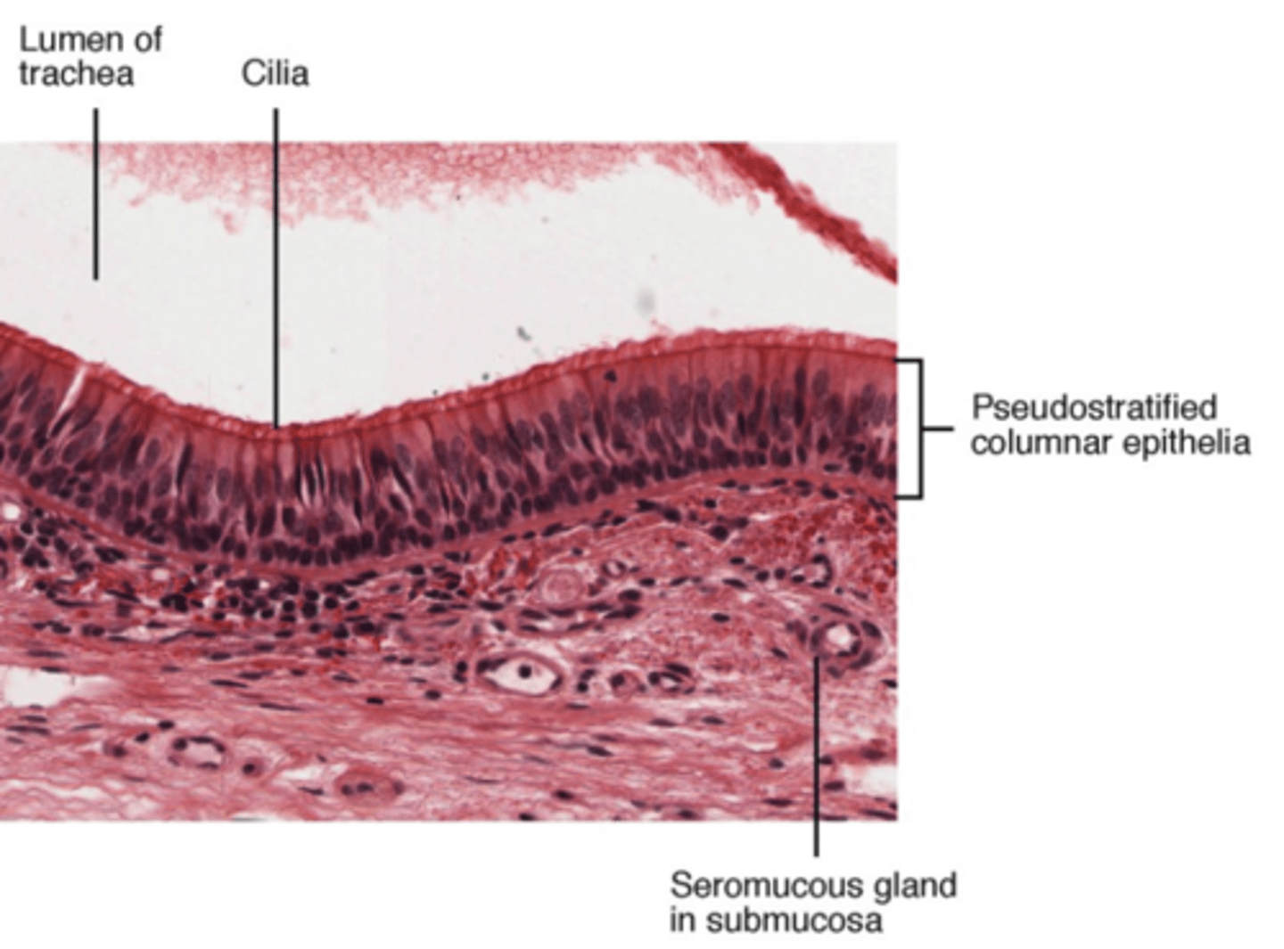 <p>ciliated mucus cells</p>