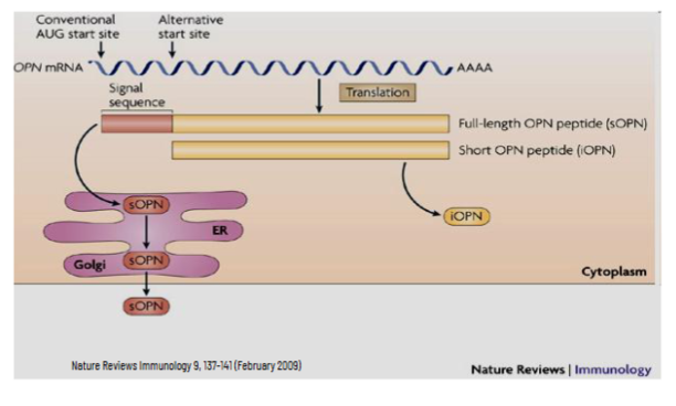 <p>ribosomal subunit scanning for AUG is then called ‘leaky scanning’ → results in upstream ORF</p><ul><li><p>ribosomal subunit moves to the second or third AUG (usually in frame)</p></li><li><p>resulting proteins have different N-terminus which is the part that usually encodes a signal sequence (responsible for cell destination)</p></li></ul><p></p><p></p>