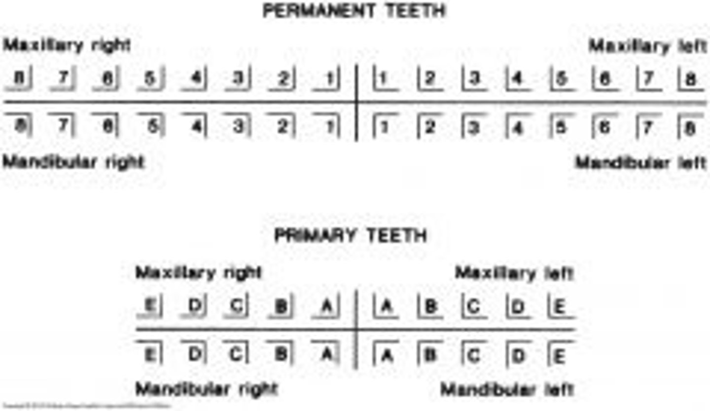 <p>find!</p><p>upper right first premolar P</p><p>lower left second molar D</p><p>lower right central incisor D</p><p>upper left canine P</p>