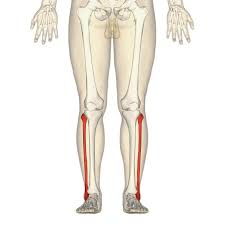 <p>Slender, lateral bone of the lower leg.</p><p></p>