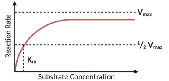 * Substrate \[ \] at which the rate of rxn = 1/2 max velocity of the enzyme (Vmax)
* Inversely represents binding affinity 
  * $$Small Km = less substrate needed to reach Vmax$$ → higher binding affinity 
  * $$High Km = more substrate needed to reach Vmax$$ → low binding affinity