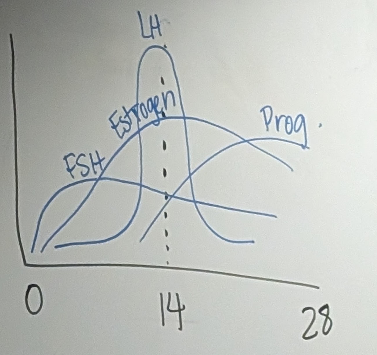 <p>Reproductive cycle characteristic of anthropoids (primarily) and elephant shrews and some bats. Females are sexually receptive throughout cycle. Ends with the breakdown and discharge of the endometrium</p>
