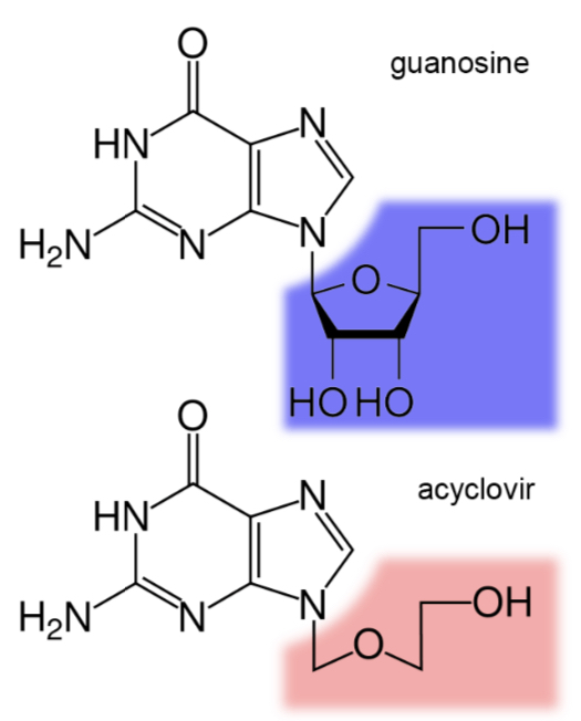 <p>the herpes drug acyclovir works by inhibiting the synthesis of new viral DNA. acyclovir resembles the base guanine but does not contain the full 5-carbon ring of the sugar backbone.</p><p>predict how acyclovir’s structure blocks the synthesis of new viral DNA.</p>