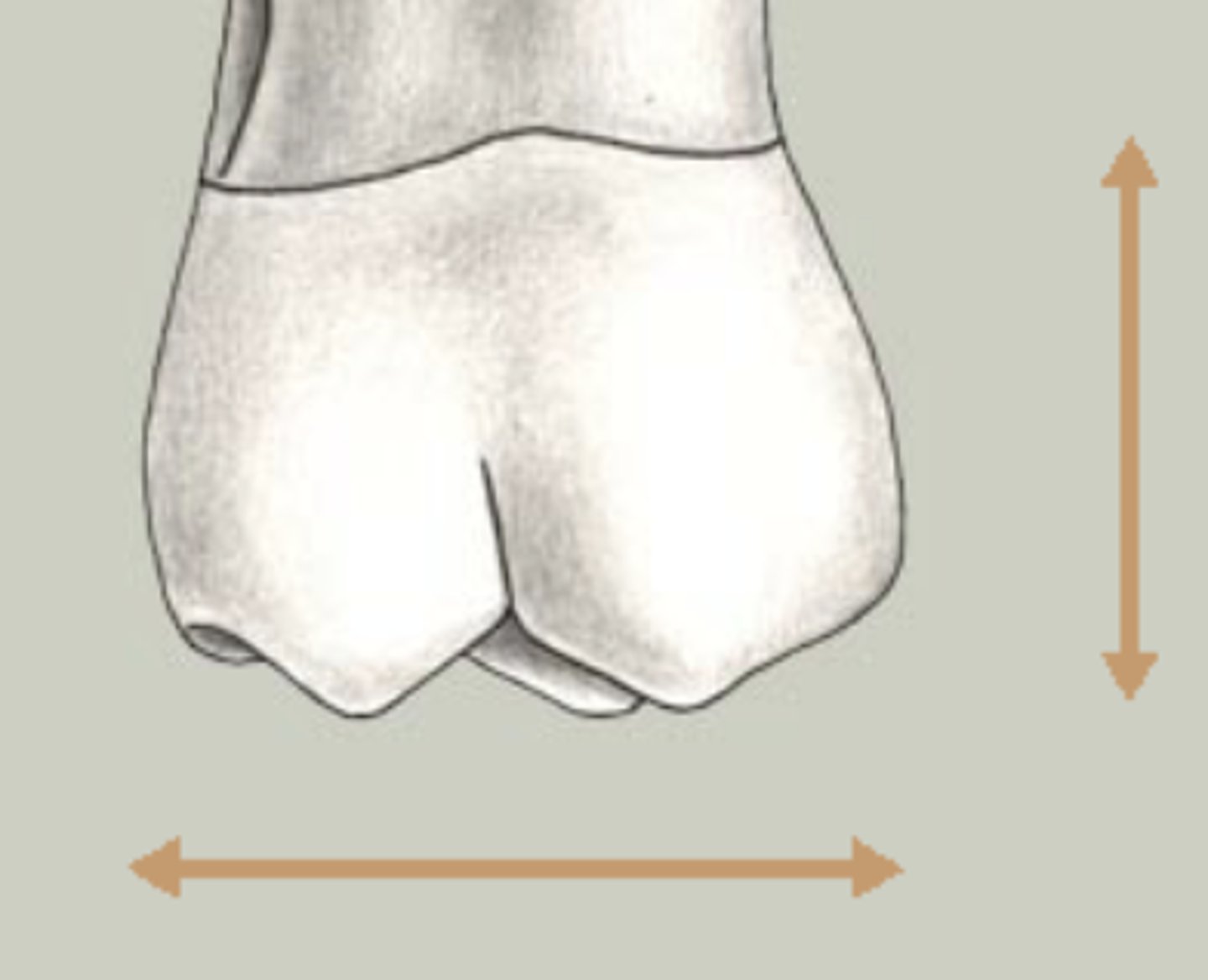 <p>mesiodistal, Molars are the shortest teeth occlusocervically</p>