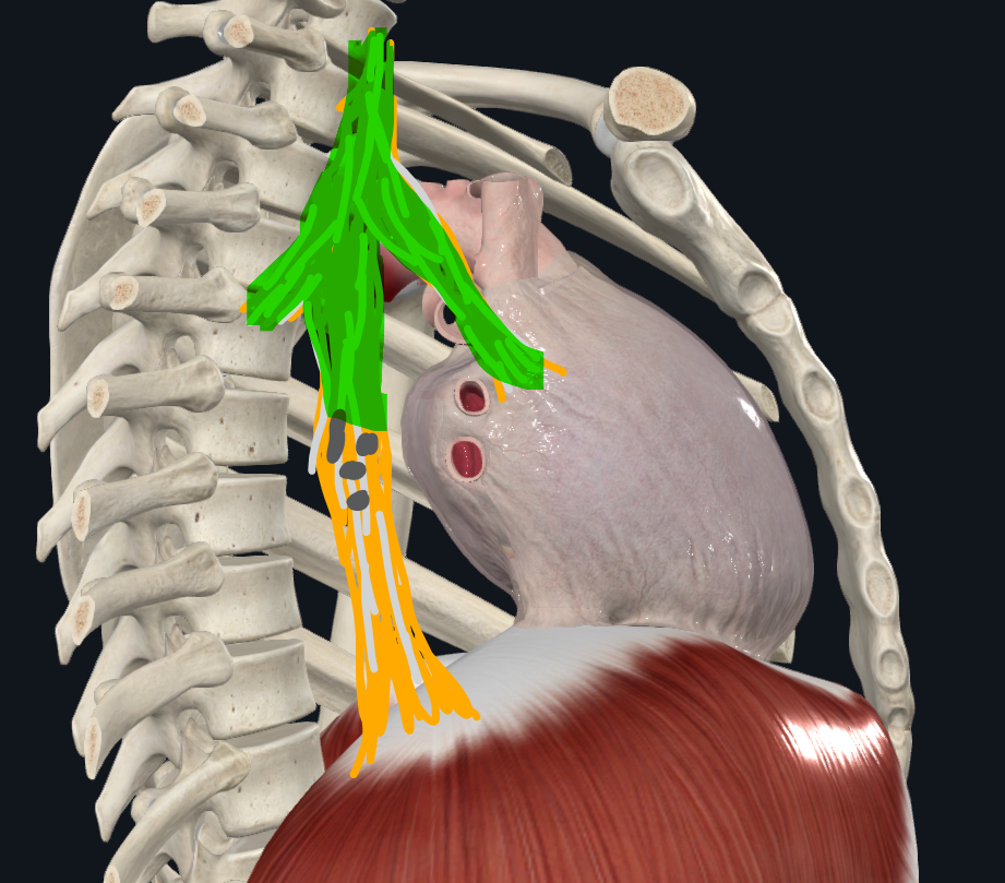 <p>También llamado ligamento de Béraud</p>