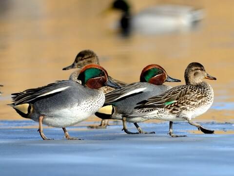 <p>small dabbling duck, green wing patch, males have green crescent stripe on head</p>