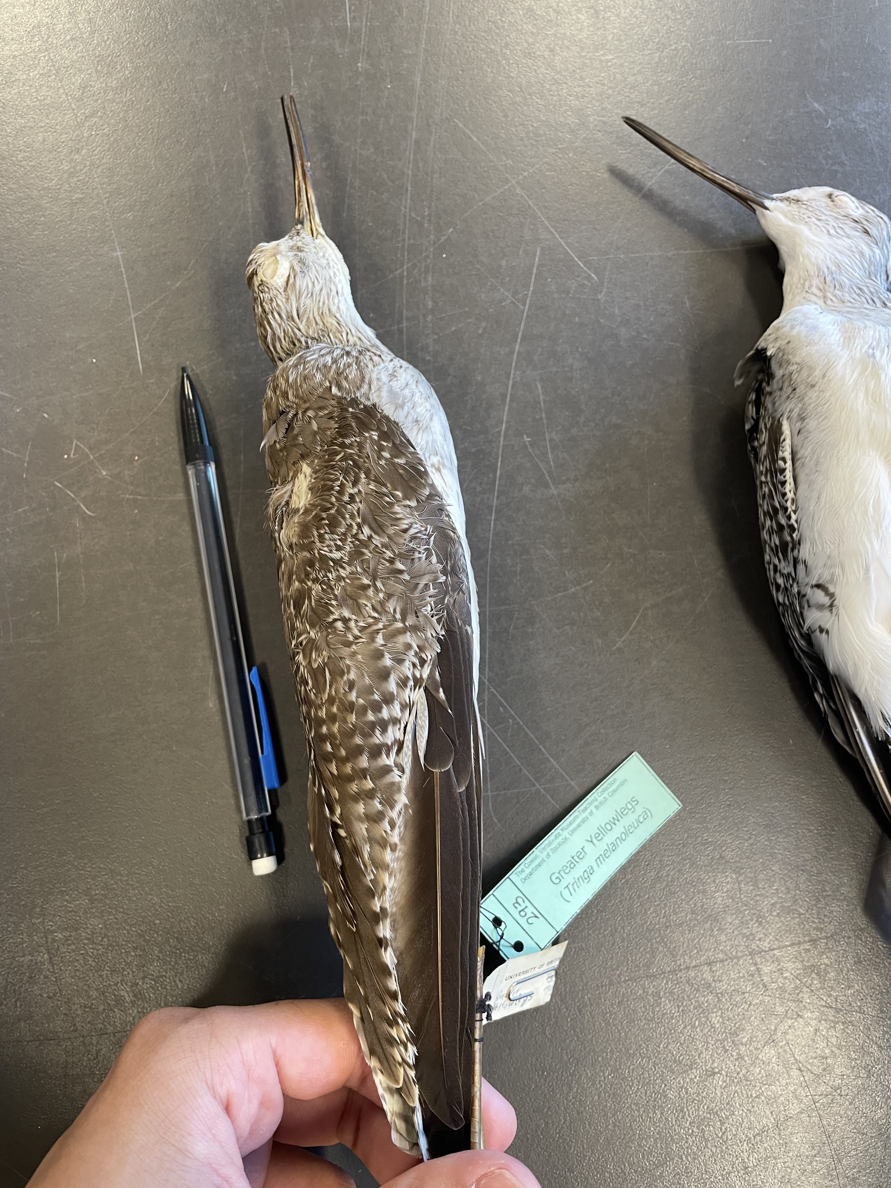 <p>longer beak, 1.5x head and slightly upturned bill</p>