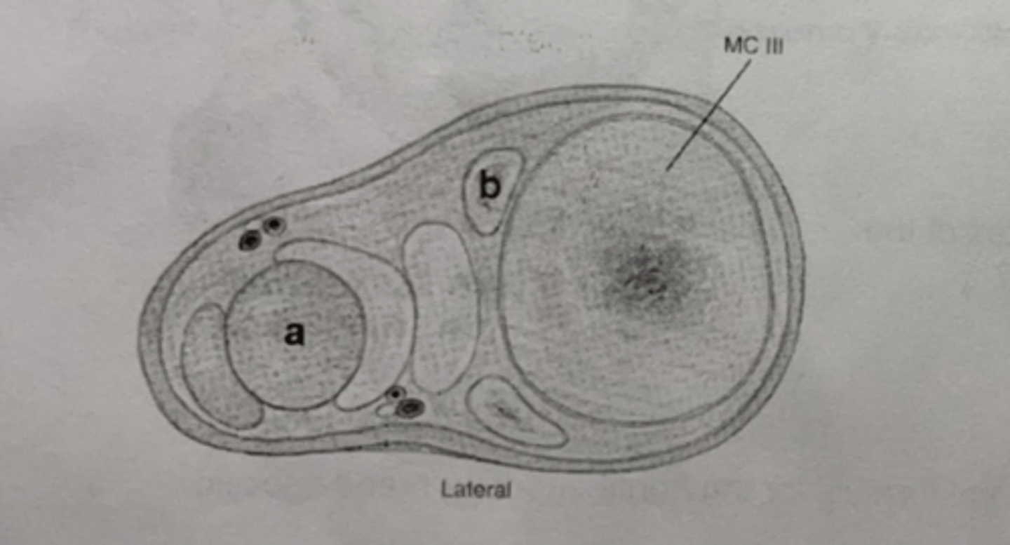 <p>This image represents a transverse cut of the proximal one third of of the right metacarpus. What is the laypersons term for B?</p>
