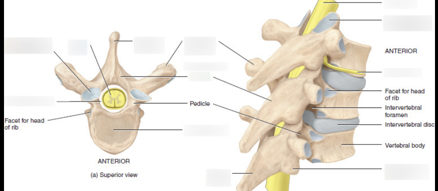 <p>Main areas for intervertebral joints</p>