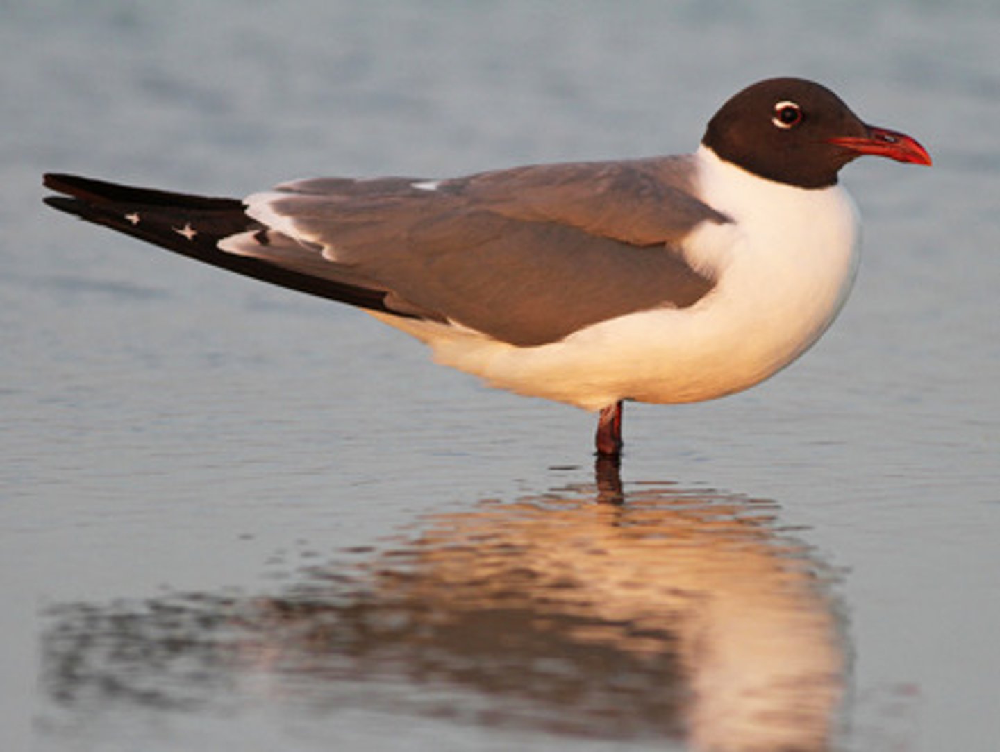 <p>Charadriiformes</p><p>Laridae</p>