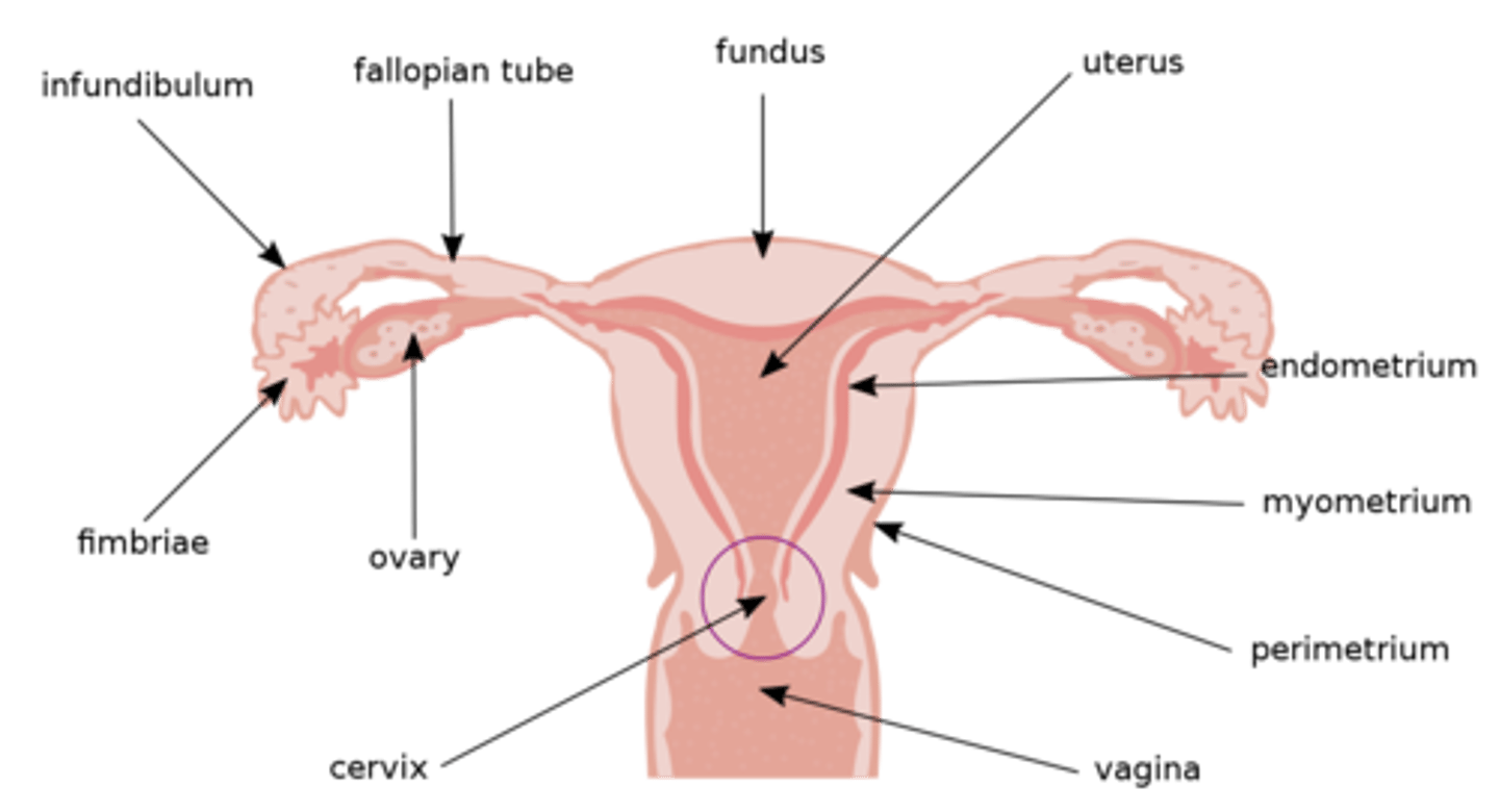 <p>perimetrium (outer layer); myometrium (smooth muscle, middle layer); endometrium (inner epithelial layer, lined by mucous membranes)</p>