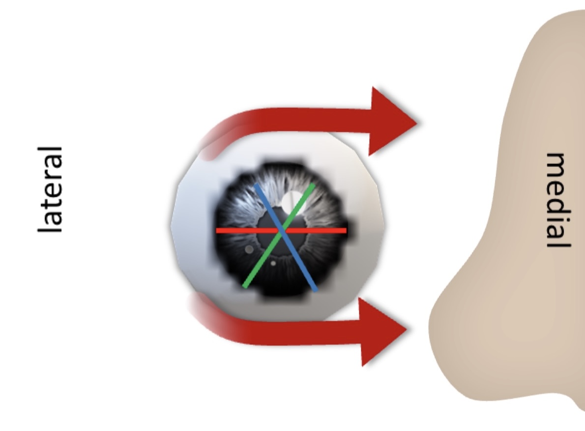 <p><strong><em>CW/CCW Movement </em></strong> (around AP axis)</p><p><sub><sup>*when you tilt your head, your eyes tries to follow</sup></sub></p><p></p>