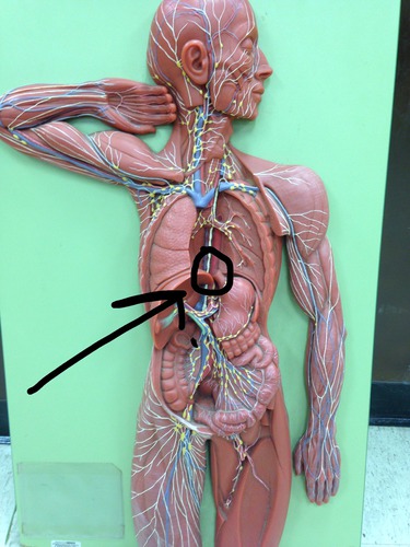 <p>Above cerebellum &amp; down Subarachnoid space of Spinal Cord (posterior) &amp; up along the anterior</p>