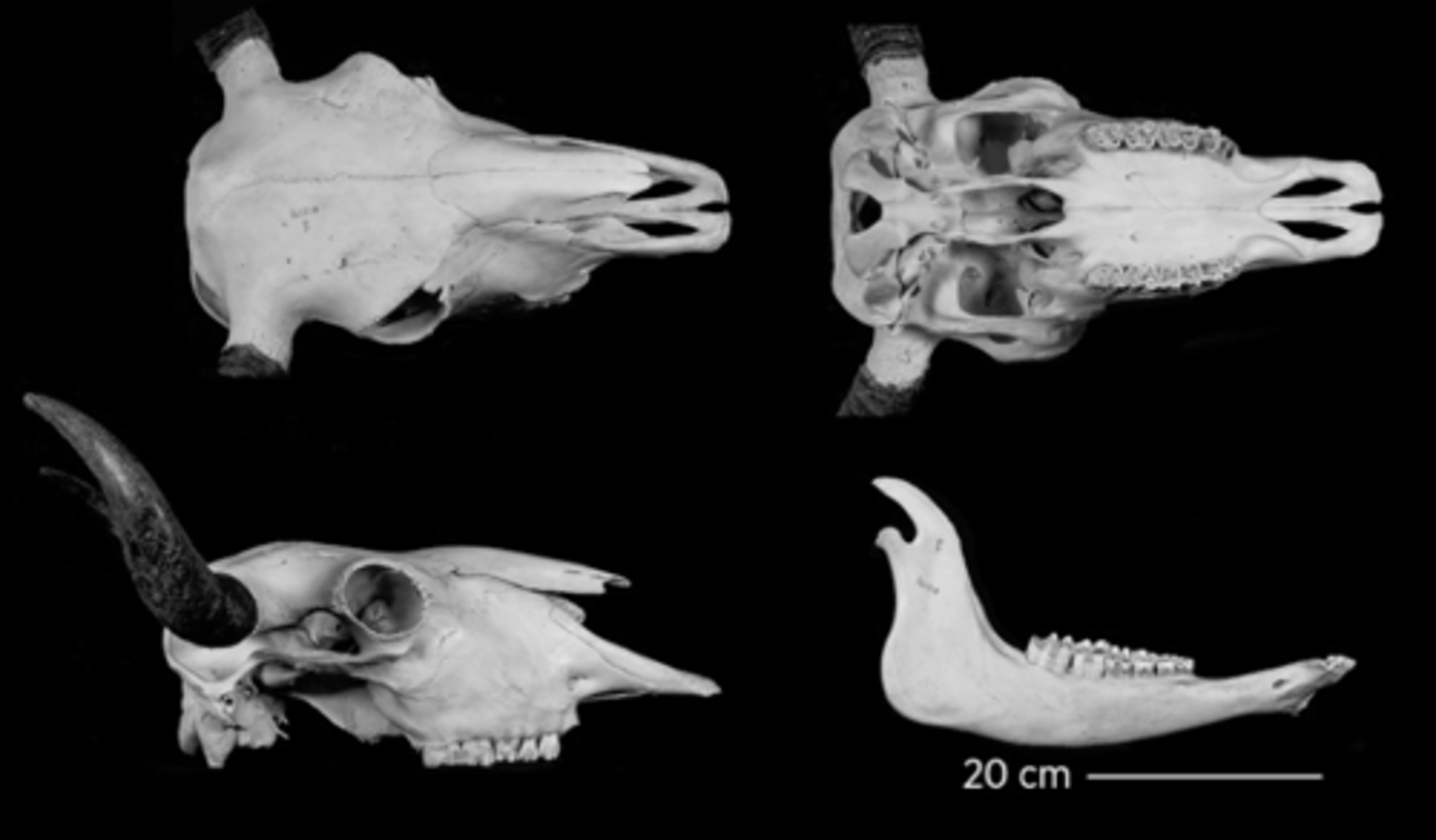 <p>What is the order and family?</p>