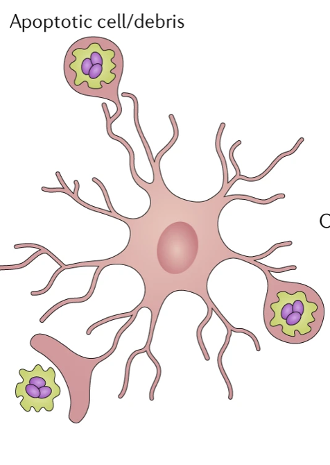 <p>Macrophages of the CNS. Key role in tissue surveillance + phagocytosis. Can have harmful roles in neurodegenerative diseases. Detects cell = sends out process = engulfs dead cell. </p>