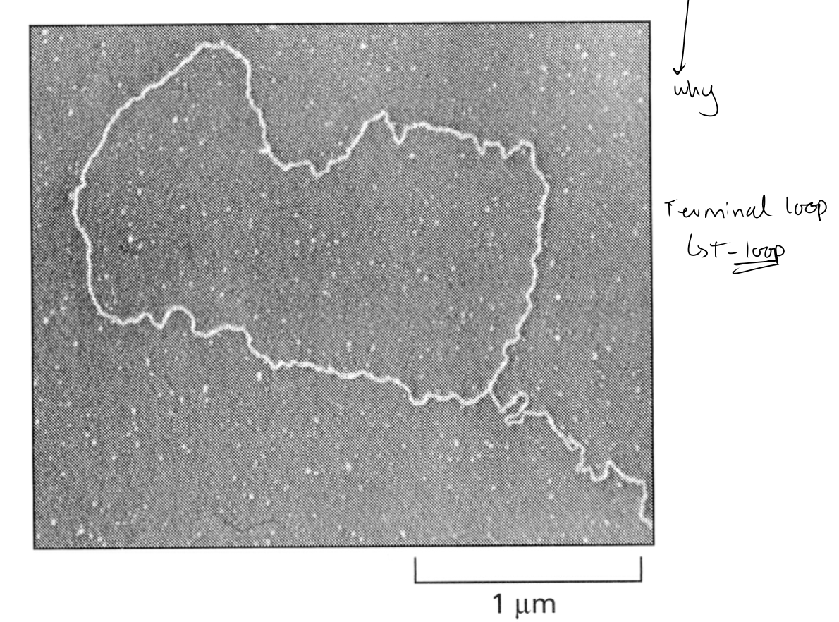 <ul><li><p>simple repeating sequences</p><ul><li><p>forming 3’-single stranded DNA overhang ends</p></li></ul></li></ul><p>→ FORMS into Terminal loop <strong>T-loop</strong></p>