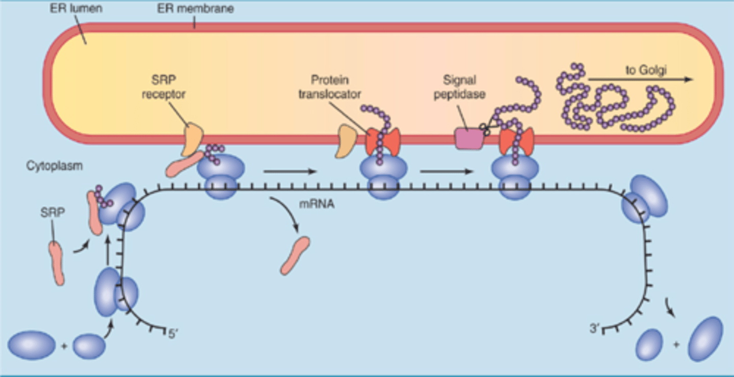 <p>sequences on a protein that designates a destination for it: Secreted Proteins (hormones, enzymes) are directed to ER and translated into the lumen of rough ER, and then sent to golgi or secreted in a vesicle</p>