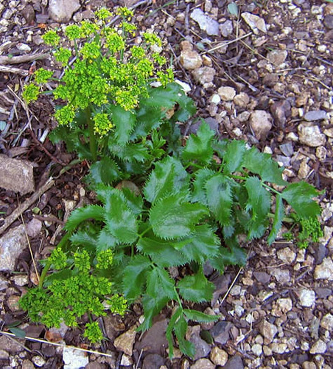<p>Apiaceae. Southern tauschia</p>