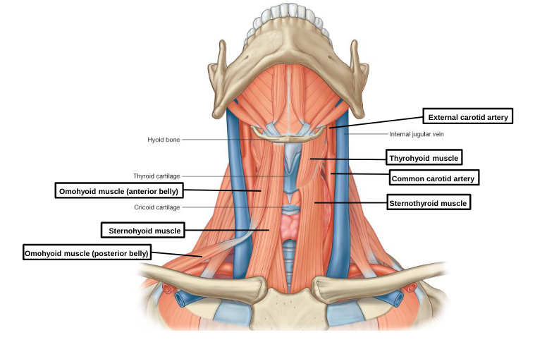 <p>omohyoid muscle (posterior belly) </p>