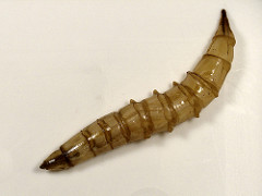 <p>larvae (class 4)</p>