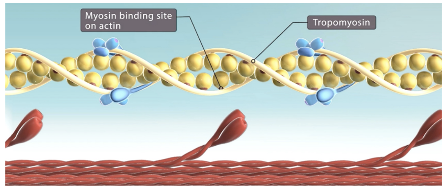 filaments at rest -- tropomyosin blocking binding site of myosin

