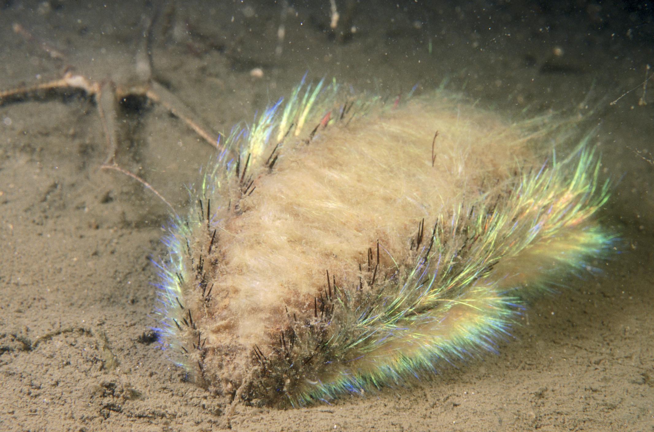 <p>Sea mouse (<em>Aphrodita</em>)</p>