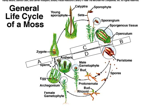 <p>what generation is shown in D?</p>