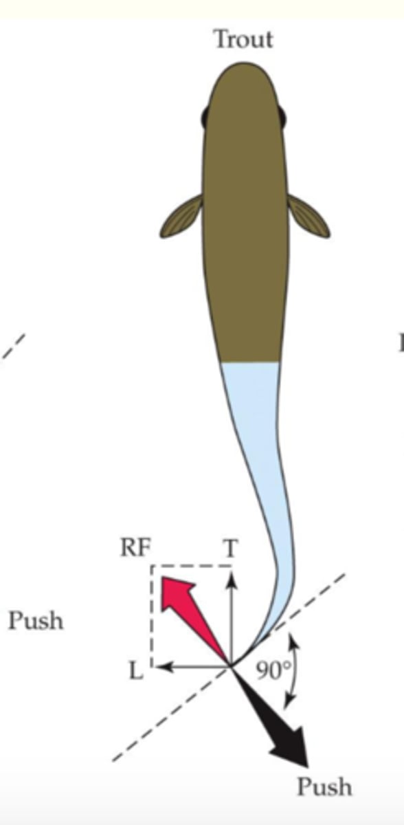 <p>propulsion comes from undulation of the posterior of the body and the tail</p><p>-Force: less than 1/2 to 1/3 of body flexes</p><p>-Form: side to side undulations are confined to last third of body length</p><p>-stiff and deeply forked caudal fin to reduce turbulence and frictional drag</p>