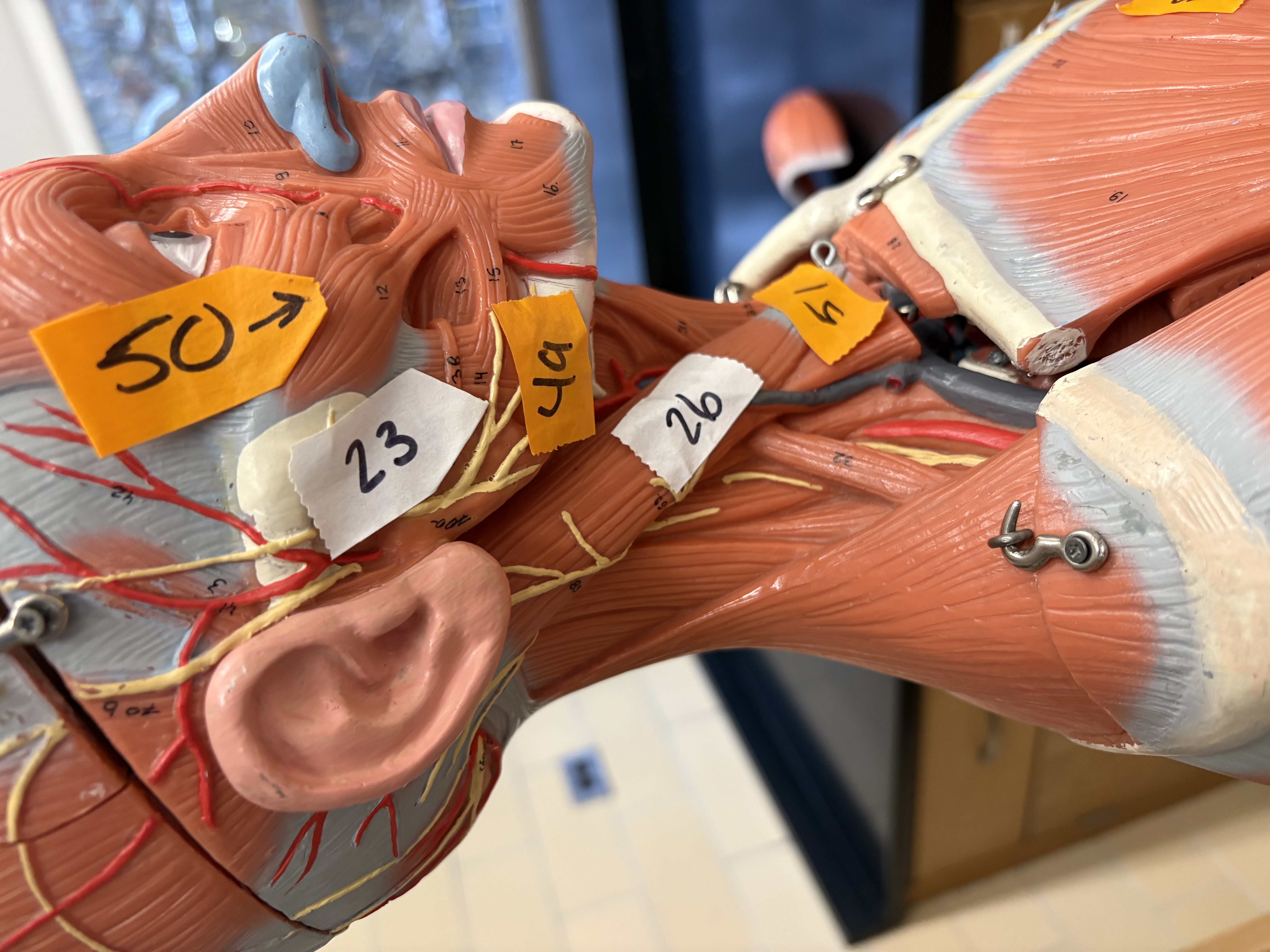 <p>prime mover of jaw closure(23)</p>