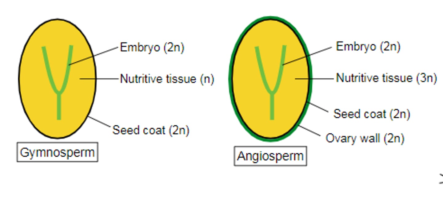 <p>in seed plants: tissue surrounding egg in archegonia that nouishes seed</p>