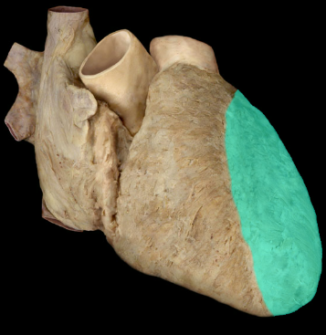 <p>L ventricle</p>