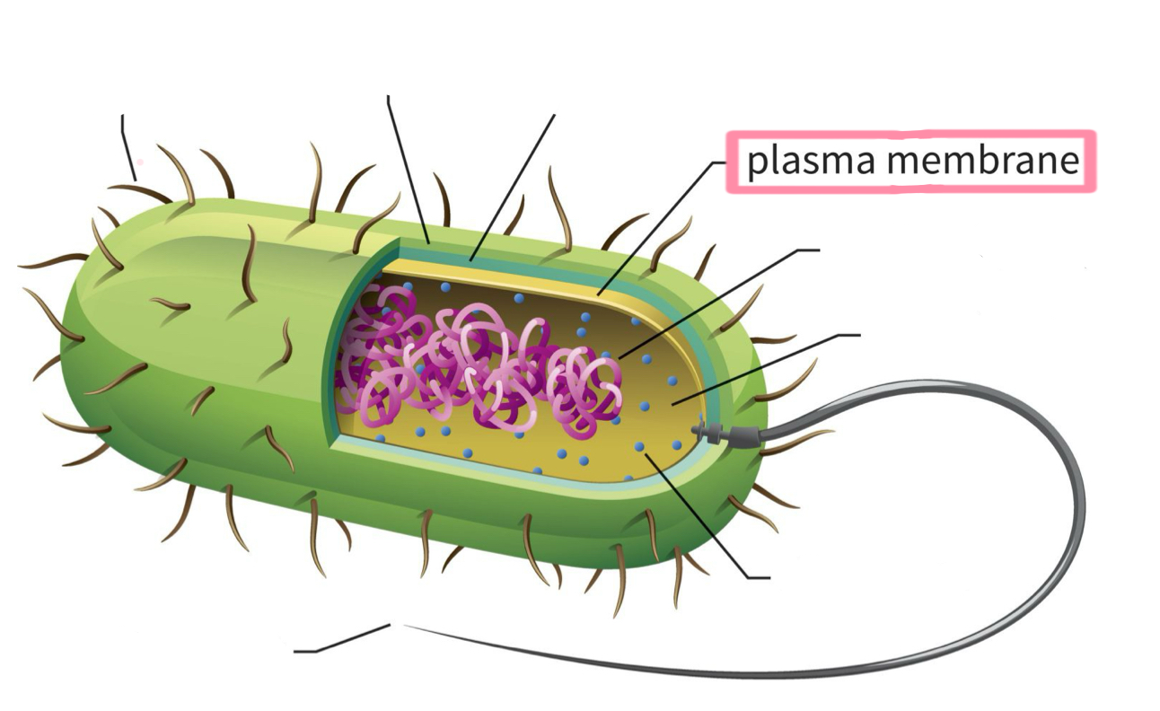 <p>Plasma membrane</p>
