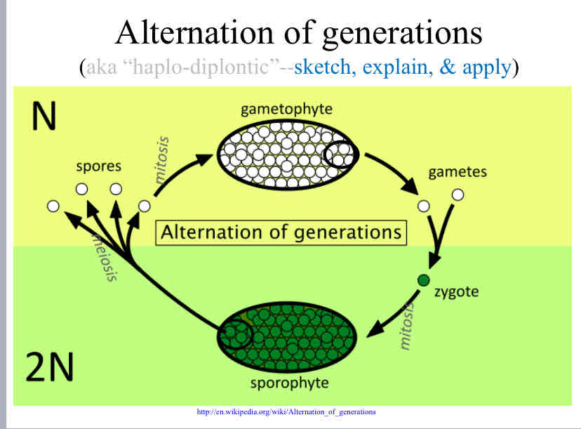 <p>Advantage of Alternation of Generations</p>