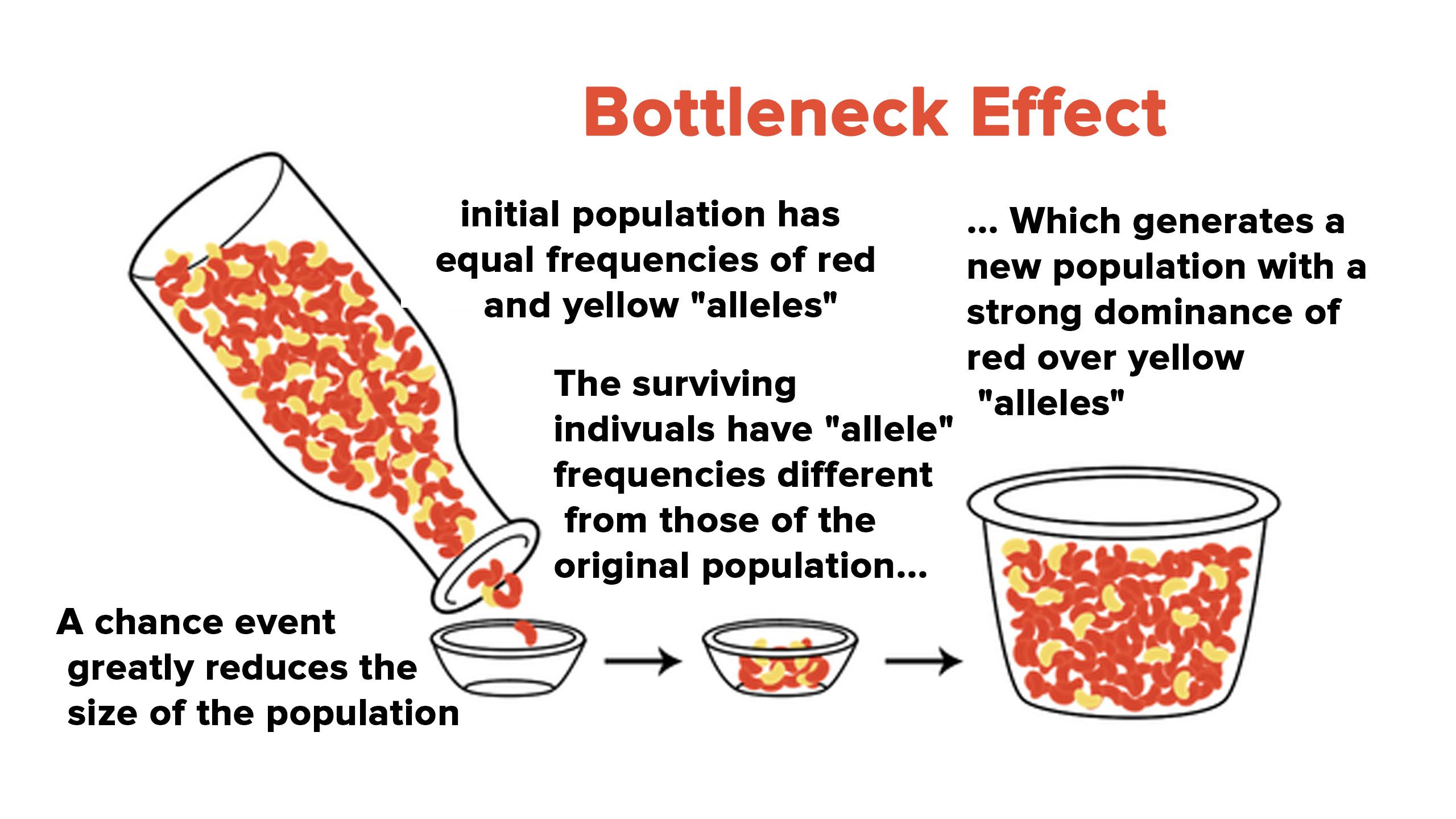 huge reduction in number of individuals of a population/species; resulting reduced population will begin to evolve quickly to survive and regenerate.

\
