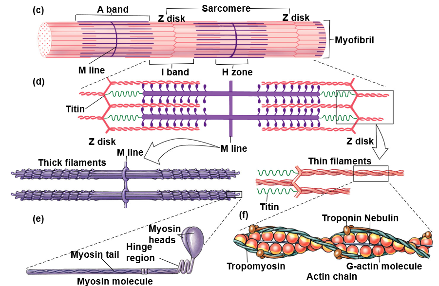 <p><u>filaments</u>:</p><ul><li><p><strong>thick</strong>: mysoin</p></li><li><p><strong>thin</strong>: actin chains, troponin, tropomyosin</p></li></ul><p><u>bands</u>:</p><ul><li><p><strong>A band</strong>: myosin</p></li><li><p><strong>I band</strong>: region between A bands (actin chain only)</p></li><li><p><strong>H zone</strong>: part of myosin (A band) that doesn’t overlap with actin</p></li><li><p><strong>M line</strong>: middle of A band where myosin attached</p></li><li><p><strong>Z disk</strong>: end of sarcomere, where actin chains branch out</p></li></ul><p><u>components</u>:</p><ul><li><p><strong>titin</strong>: elastic protein</p></li><li><p><strong>nebulin</strong>: helps align actin</p></li><li><p><strong>troponin </strong>&amp; <strong>tropomyosin</strong>: regulatory, interact with actin</p></li></ul>