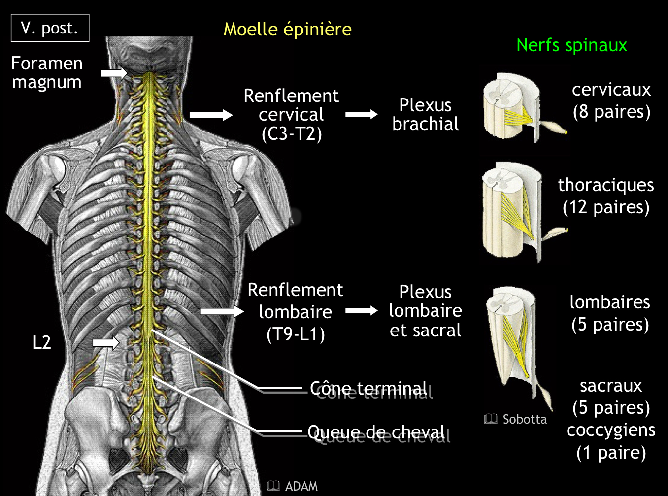 <ul><li><p>8 cervicales</p></li><li><p>12 thoraciques</p></li><li><p>5 lombales</p></li><li><p>5 sacrales</p></li><li><p>1 coccygienne</p></li></ul>
