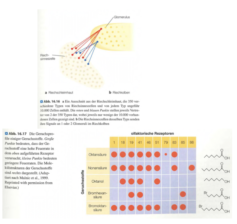 <p class=""><span data-name="brain" data-type="emoji">🧠</span><strong> Kurzfassung:</strong><br>Jeder der rund <strong>350 Geruchsrezeptortypen</strong> ist auf bestimmte Moleküle spezialisiert. Ein Geruch erzeugt ein <strong>individuelles Aktivierungsmuster</strong> über viele Rezeptoren hinweg. <strong>Kalziumbildgebung</strong> macht diese Muster sichtbar. Dieses Prinzip ähnelt der <strong>Farbkodierung im Sehsinn</strong>.</p><div data-type="horizontalRule"><hr></div><p class=""><span data-name="clipboard" data-type="emoji">📋</span><strong> Langfassung:</strong></p><ul><li><p class=""><strong>Riechrezeptoren und Zellorganisation:</strong></p><ul><li><p class="">Etwa <strong>10.000 Riechzellen pro Rezeptortyp</strong>, also <strong>Millionen insgesamt</strong>.</p></li><li><p class=""><strong>Jede Sinneszelle enthält nur einen Rezeptortyp</strong>.</p></li><li><p class="">Jeder Rezeptor spricht auf eine bestimmte Gruppe von Molekülen an.</p></li></ul></li></ul><p class=""></p><ul><li><p class=""><strong>Kodierung durch Muster:</strong></p><ul><li><p class=""><strong>Ein Geruchsstoff aktiviert mehrere Rezeptoren</strong> → ergibt ein <strong>Geruchsprofil</strong>.</p></li><li><p class="">Ähnliche Moleküle → oft ähnliche Profile (z. B. viele Alkohole riechen blumig), aber <strong>kleine chemische Unterschiede</strong> können zu <strong>stark unterschiedlichen Gerüchen führen</strong> (Oktanol vs. Oktansäure).</p></li></ul></li></ul><p class=""></p><ul><li><p class=""><strong>Kalziumbildgebung (Malnic et al., 1999):</strong></p><ul><li><p class="">Aktivierte Rezeptoren zeigen <strong>Fluoreszenzveränderung</strong>, da <strong>Kalziumeinstrom</strong> stattfindet.</p></li><li><p class="">Die <strong>Abnahme der Fluoreszenz</strong> zeigt die <strong>Stärke der Aktivierung</strong>.</p></li></ul></li></ul><p class=""></p><ul><li><p class=""><strong>Vergleich mit dem Sehsystem:</strong></p><ul><li><p class="">Wie beim Farbensehen (3 Zapfentypen → Farbmischung),<br>werden Gerüche über <strong>Kombinationsmuster von 350–400 Rezeptortypen</strong> codiert.</p></li><li><p class="">→ <strong>Mustererkennung statt Einzelrezeptorprinzip.</strong></p></li></ul></li></ul><p class=""></p><p class=""><span data-name="point_right" data-type="emoji">👉</span> <strong>Fazit:</strong> Unsere Geruchswahrnehmung beruht auf der <strong>kombinatorischen Codierung</strong>, bei der <strong>jedes Molekül ein einzigartiges Rezeptormuster erzeugt</strong> – eine hochspezifische, flexible Strategie zur Unterscheidung tausender Gerüche.</p>