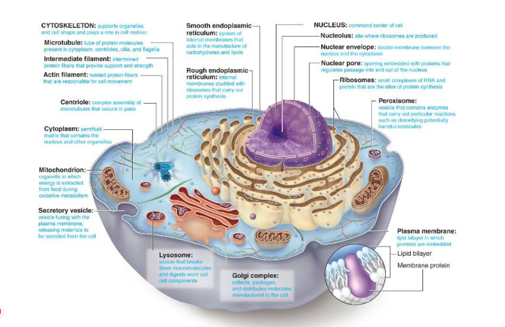 <p>Carries material and is associated with making proteins; has ribosomes attached.</p>