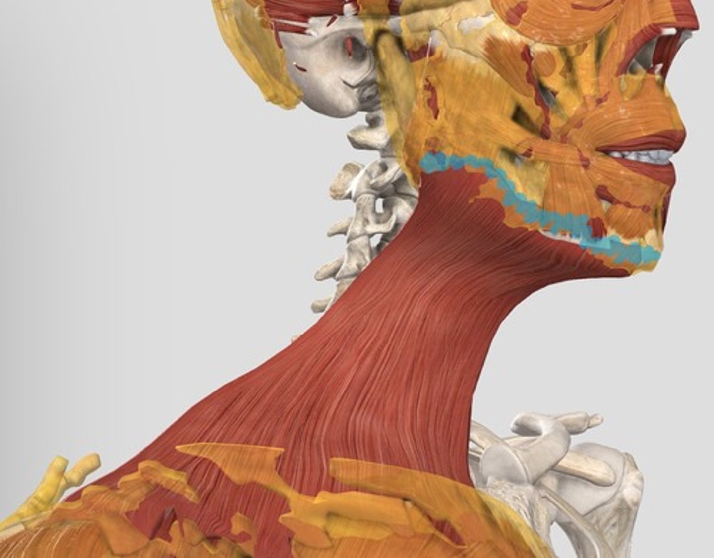 <p>Platysma Insertion</p>
