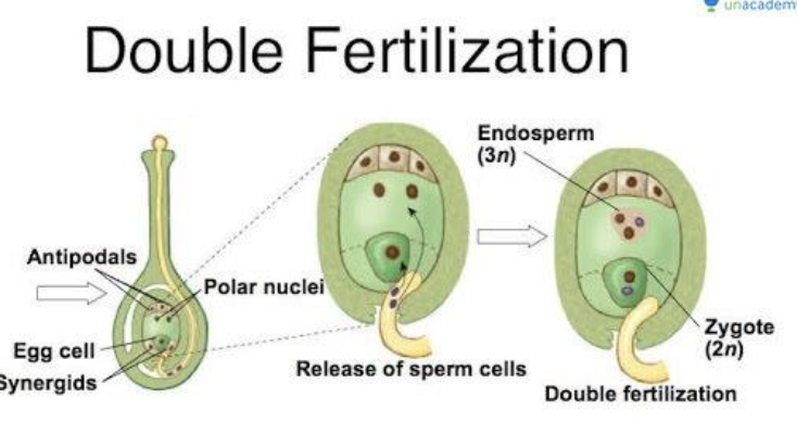 <ul><li><p><span style="background-color: transparent;"><span>Highly divergent between diverse groups</span></span></p></li><li><p><span style="background-color: transparent;"><span>1 common theme:</span></span></p><ul><li><p><span style="background-color: transparent;"><strong><span>Double fertilization!! </span></strong><span>(only in some) In all angiosperms</span></span></p></li></ul></li></ul><p></p>