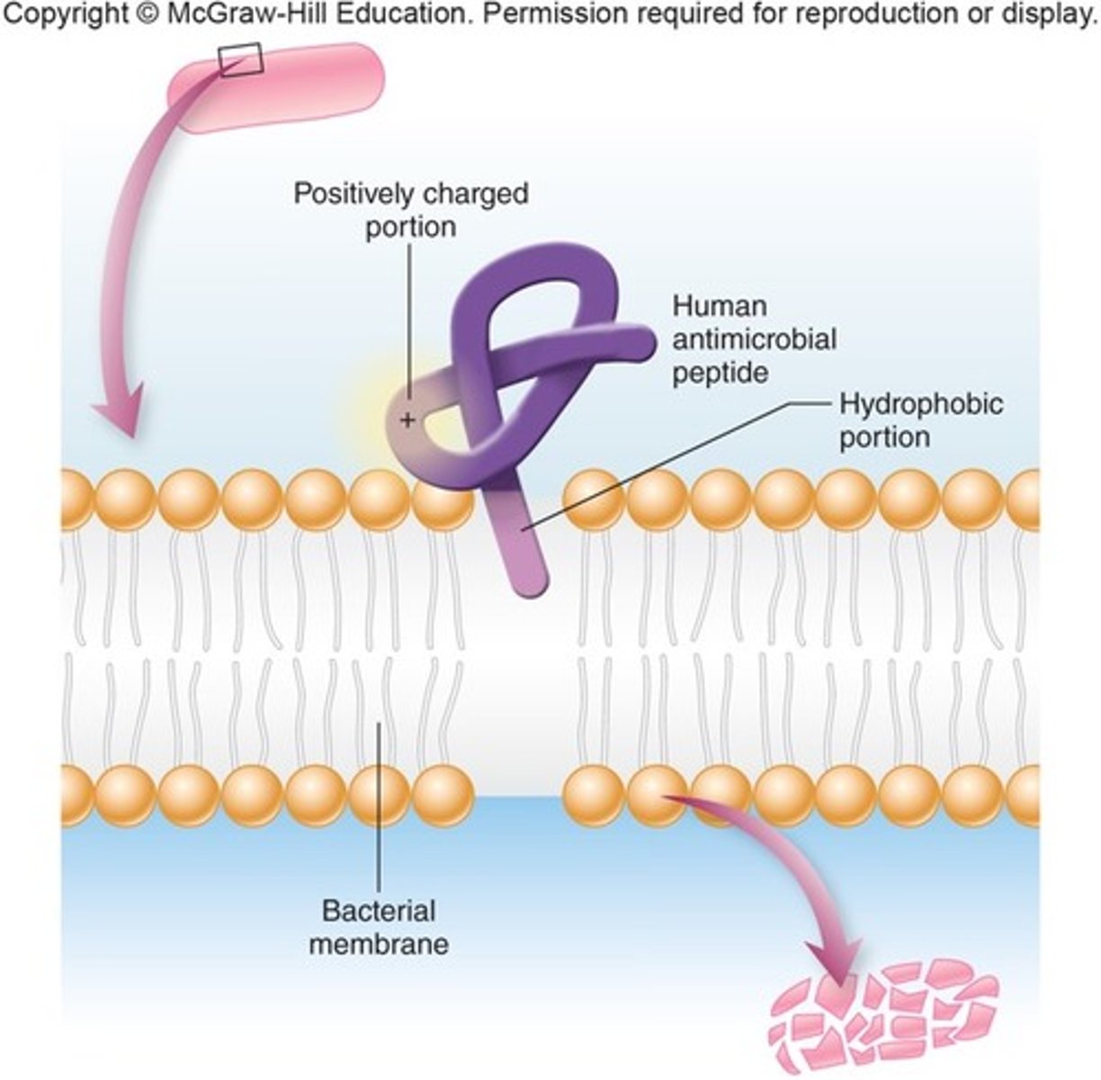 <p>The bacteria does not like the molarity of the salt</p><p>These compounds often disrupt the cell wall or membrane integrity</p>