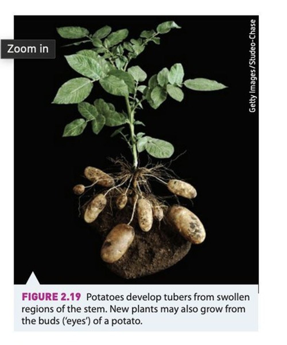<p>A form of asexual reproduction in plants where new individuals arise from parts of the parent plant, such as stems or roots.</p>