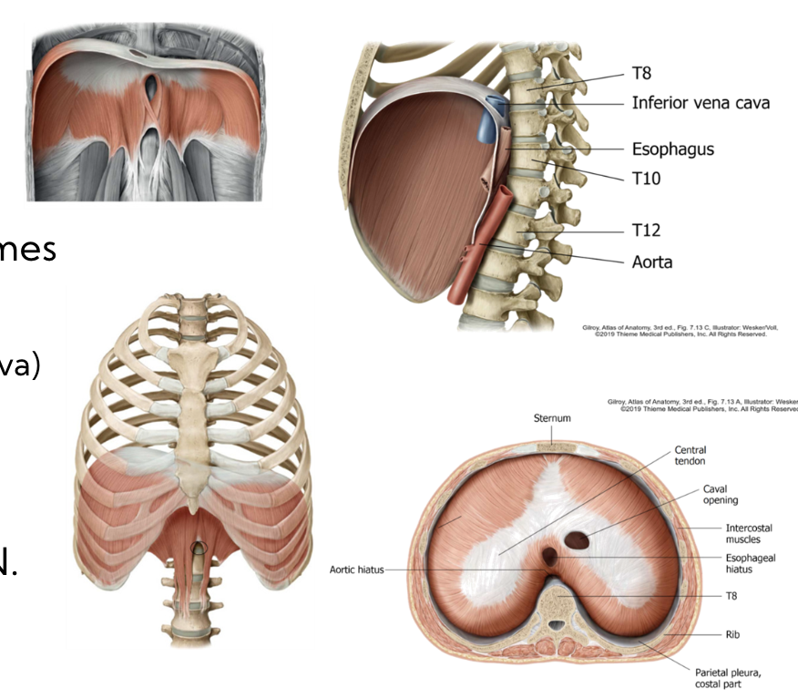 * separates thoracic cavity from abdominal cavity
* central tendon  
* contraction lowers domes 

\
3 openings 

* Caval Opening (vena cava)
* Esophageal hiatus 
* Aortic hiatus 
* ‘I ate 10 eggs at 12” 

\
Innervation = Phrenic nerve 