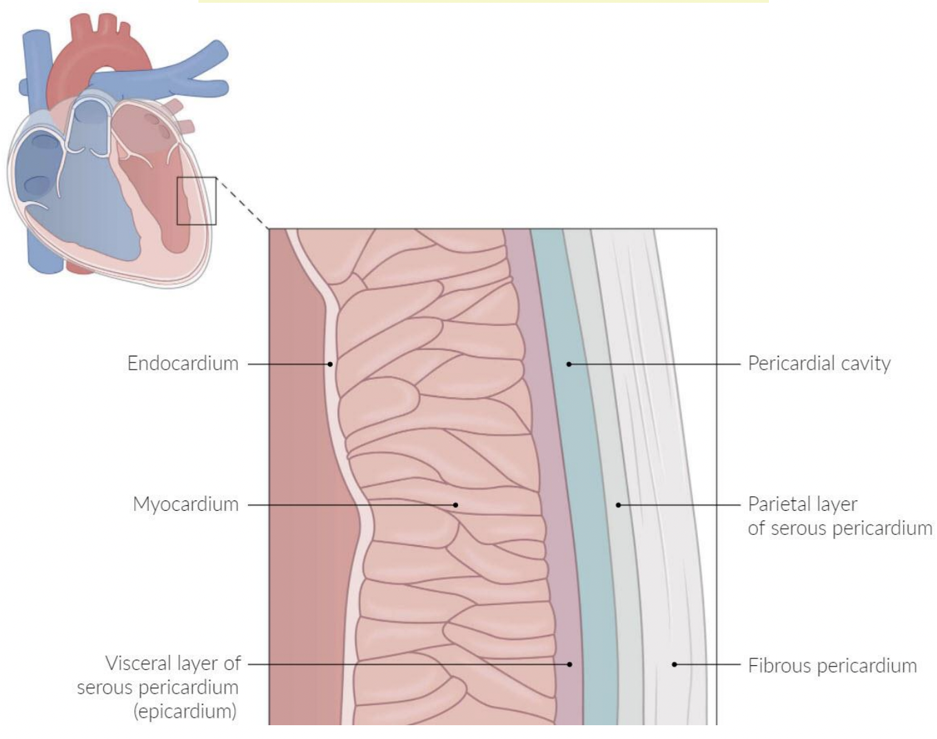 <p>myocardium</p>