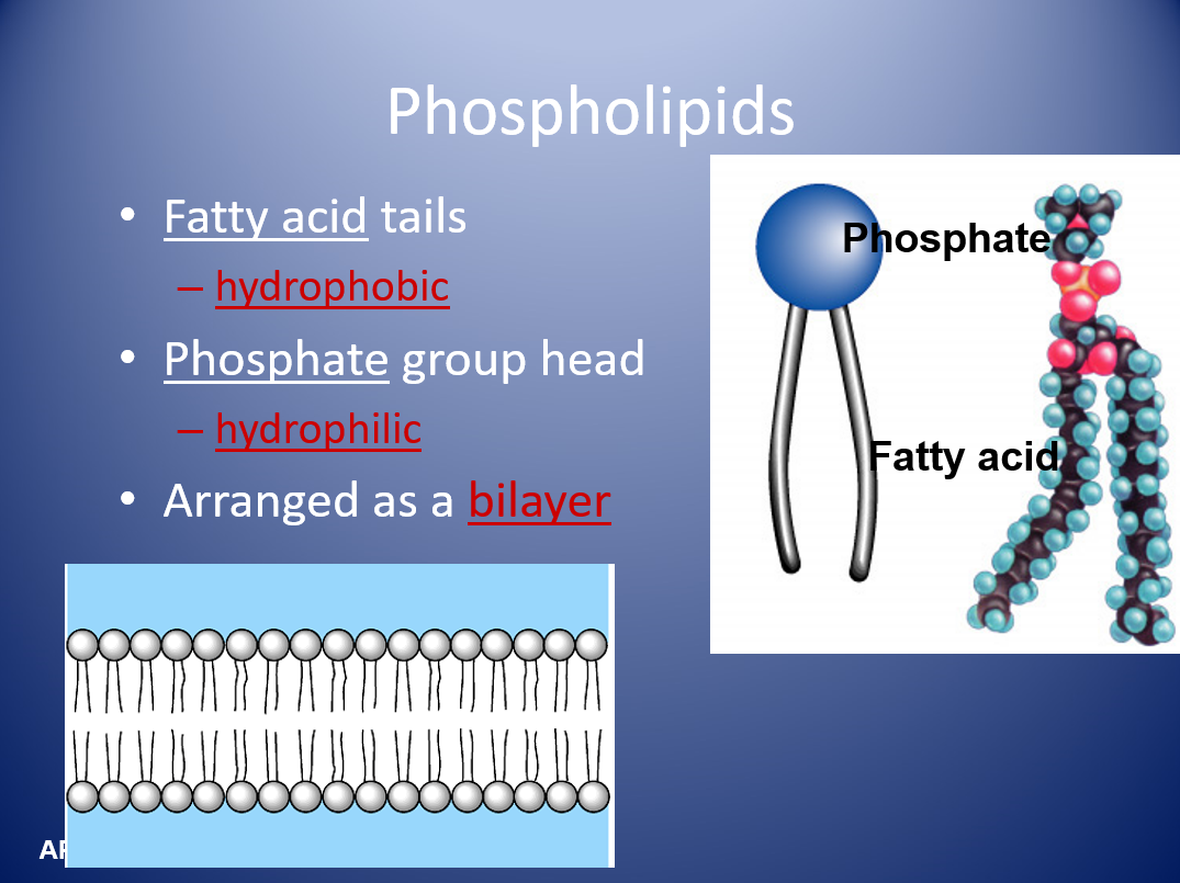 <p>The cell membrane consists of a collage of proteins in a phospholipids bilayer. The Phospholipid bilayer contains phosphate heads and fatty acide tails. The tails are hyrdophobic and the heads are hydrophillic.</p>